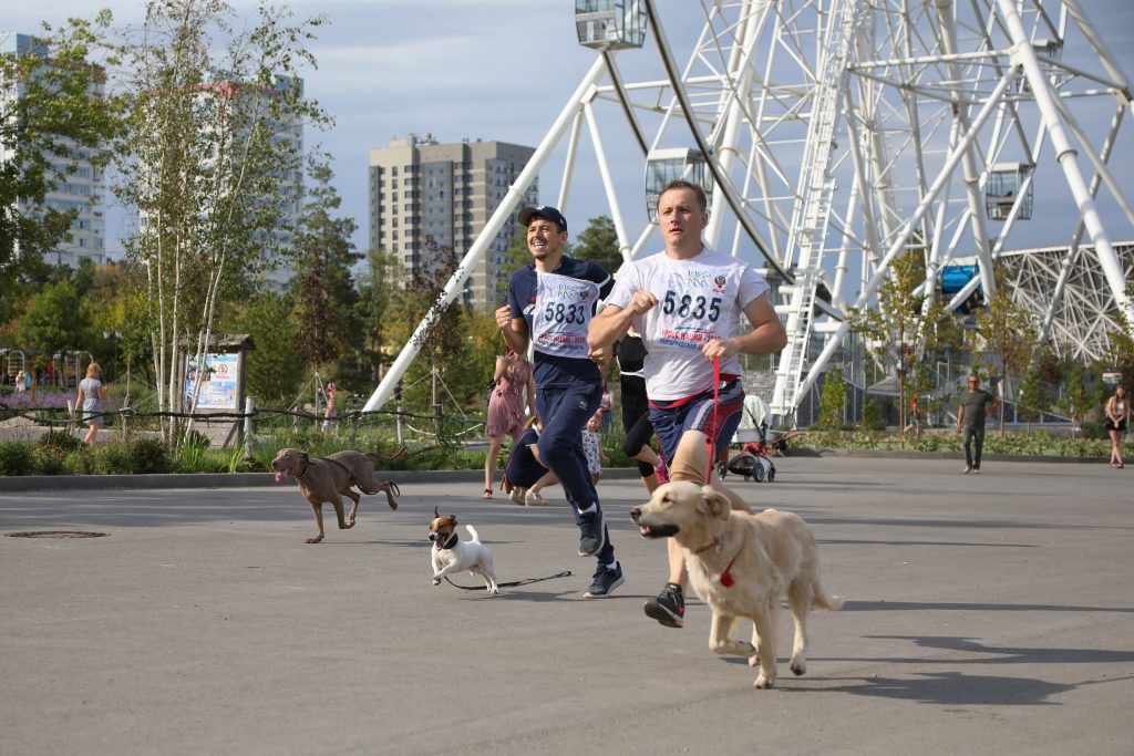Cani accompagnati da proprietari atletici partecipano a una maratona